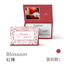 Blossom-紅樺